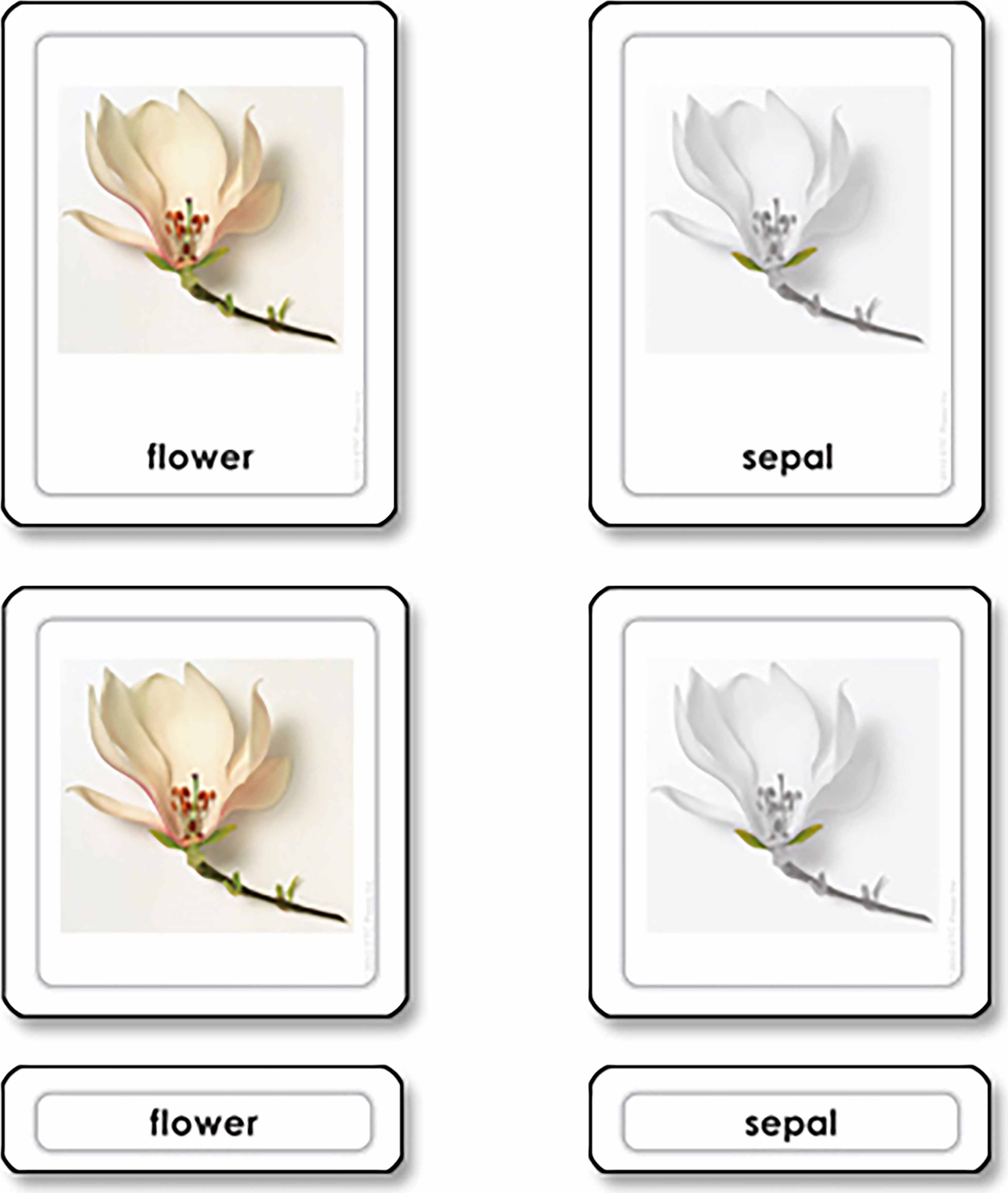 Nienhuis Třísložkové karty - části květu - obrázek 1