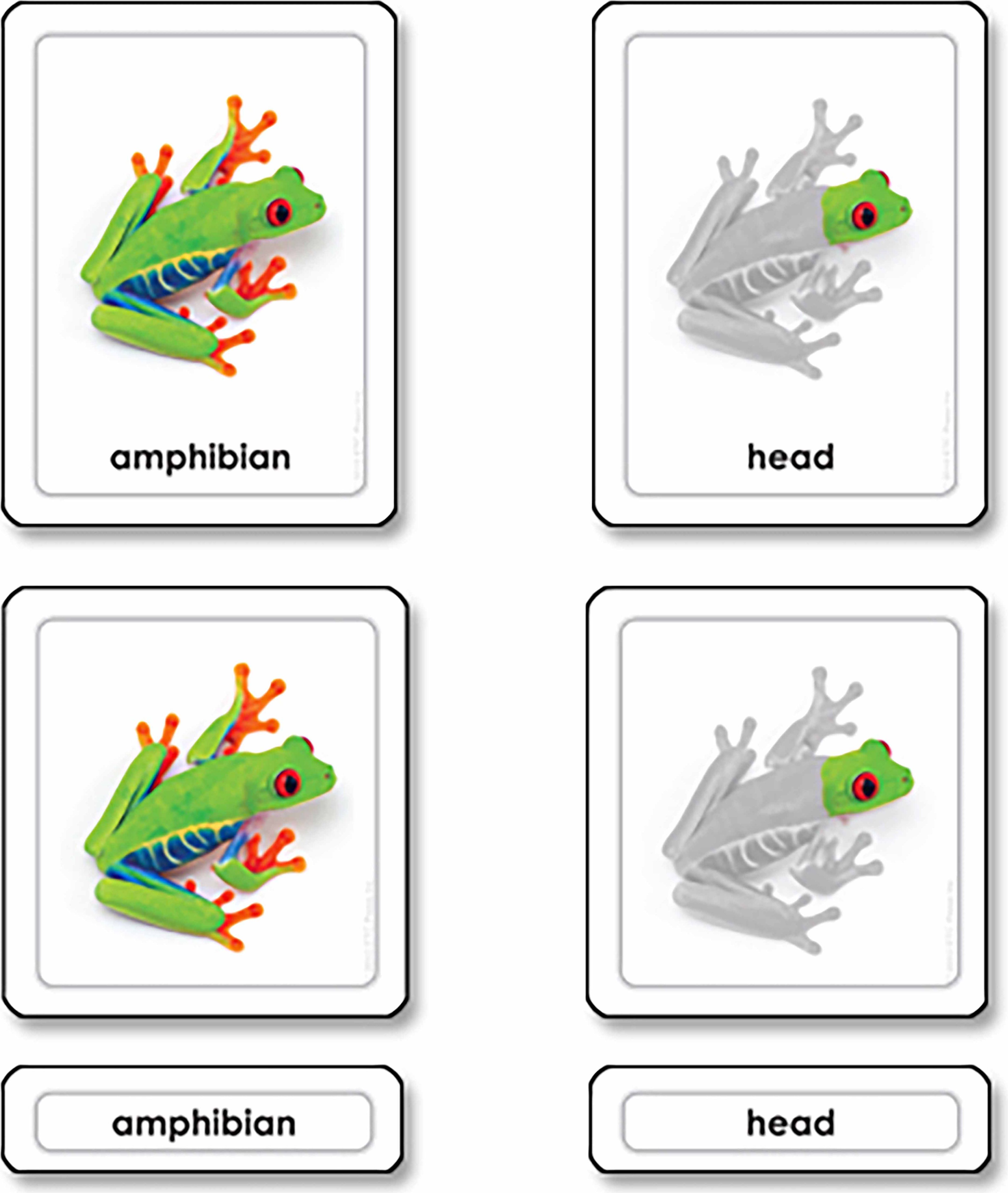 Nienhuis Třísložkové karty - části žáby - obrázek 1