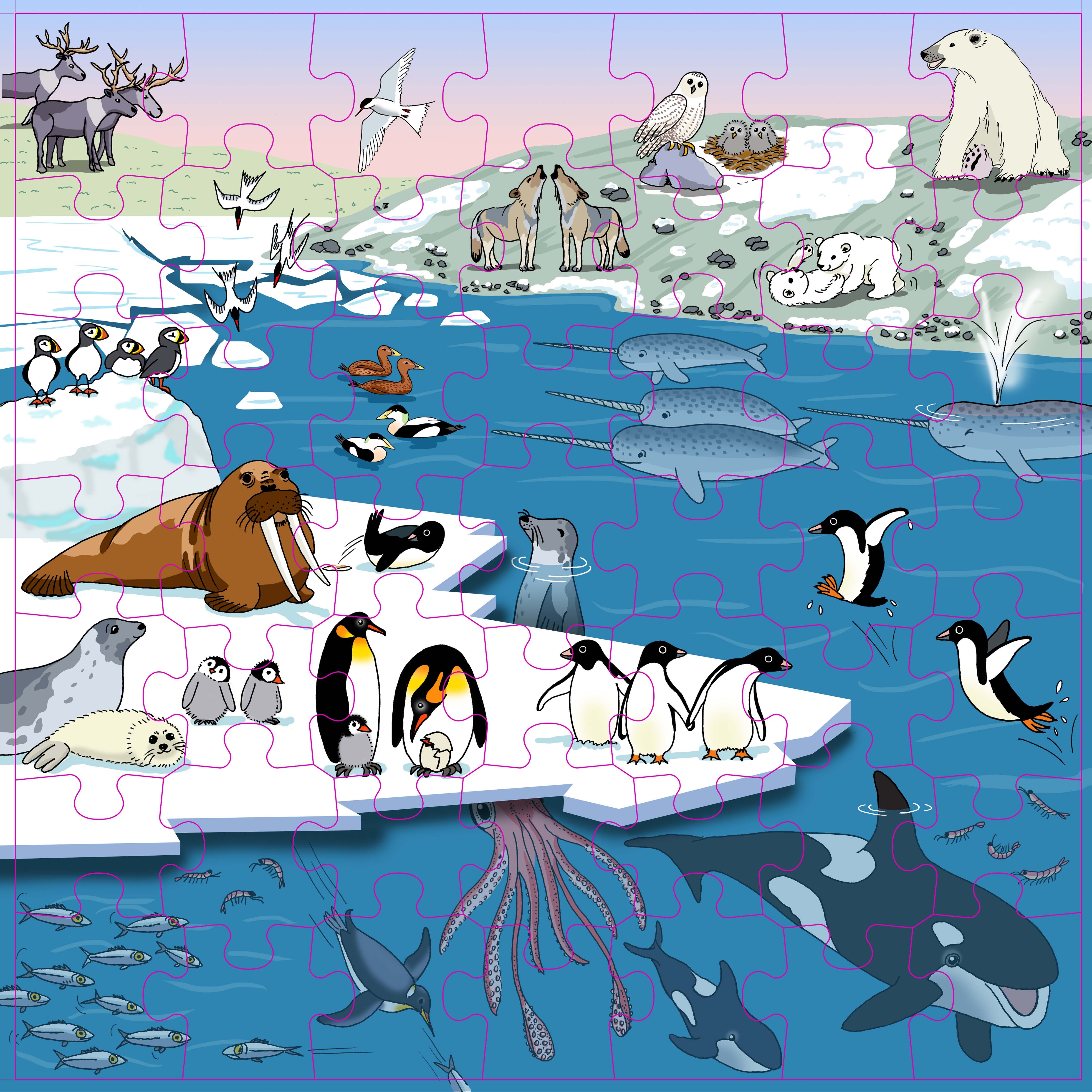 Vocabulary puzzle polar regions l Wooden puzzles l 49 puzzle pieces l Educo - obrázek 2