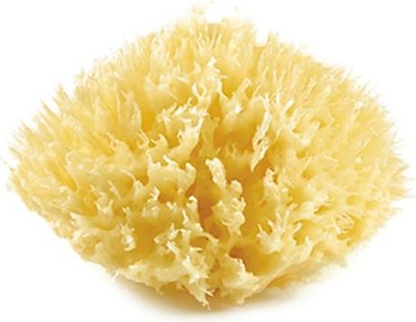 Mořská houba Thermobaby - obrázek 1