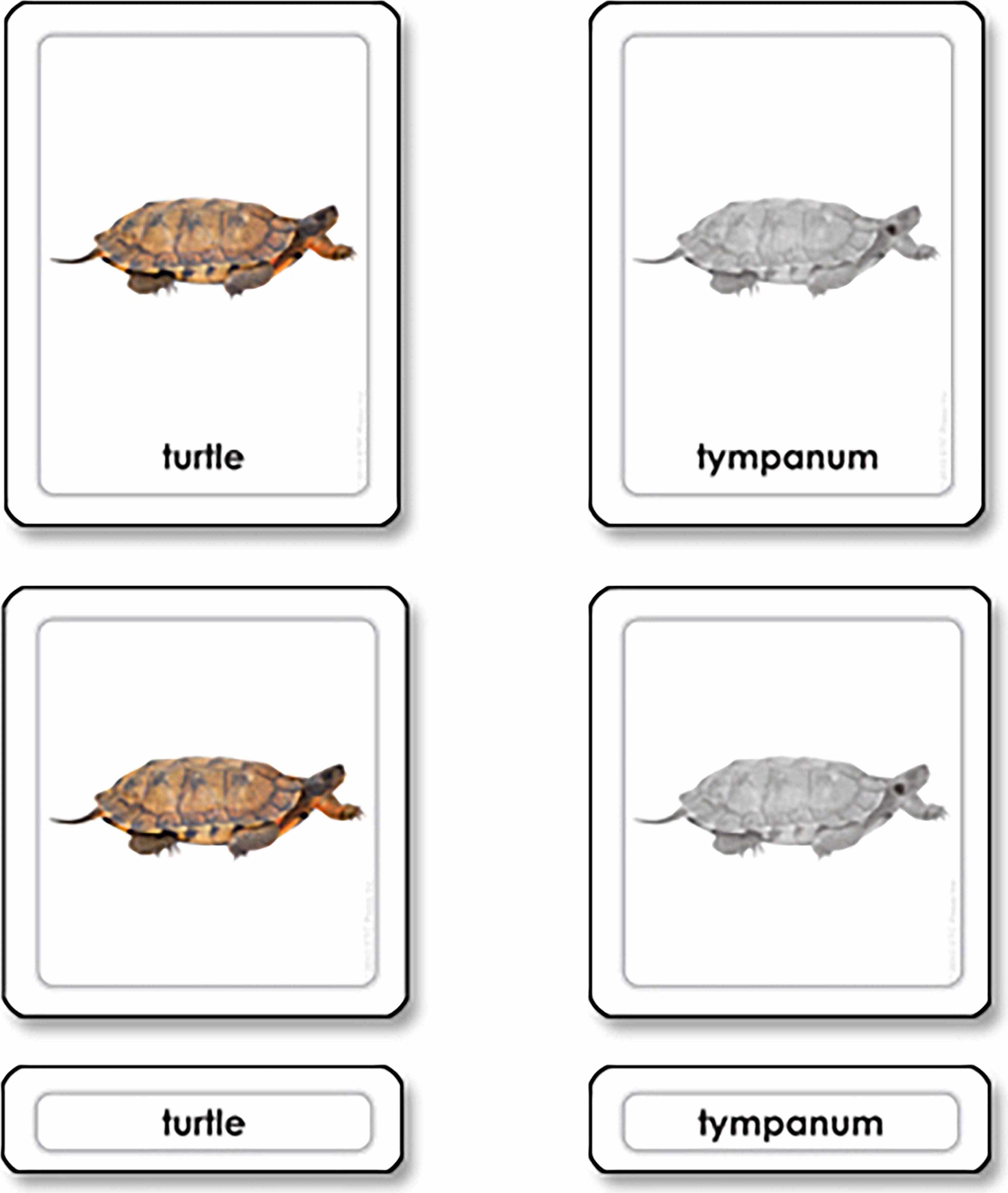 Nienhuis Montessori Parts of a Turtle (Reptile) - obrázek 1