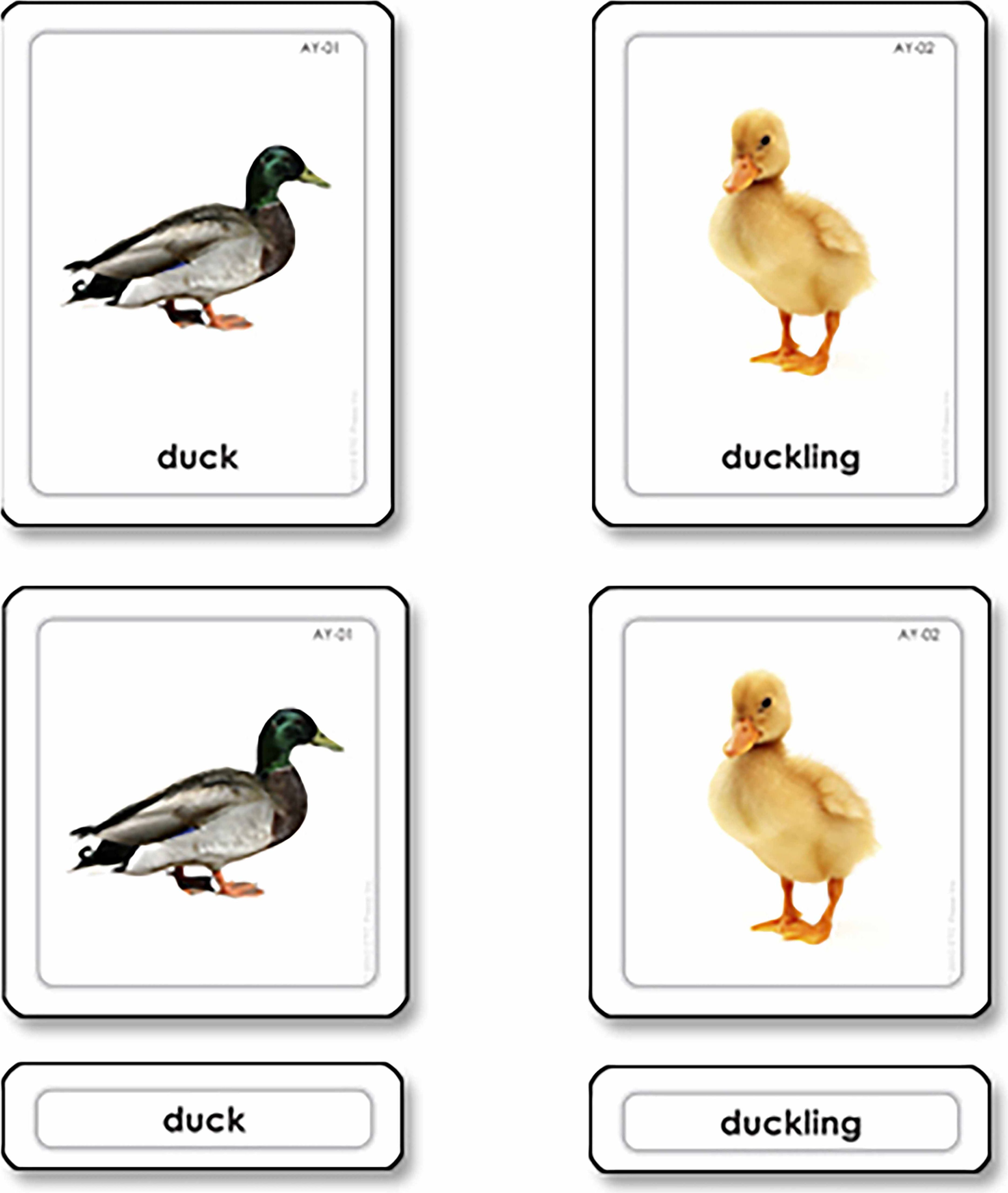 Nienhuis Montessori Animal Young 3 Part Cards - obrázek 1