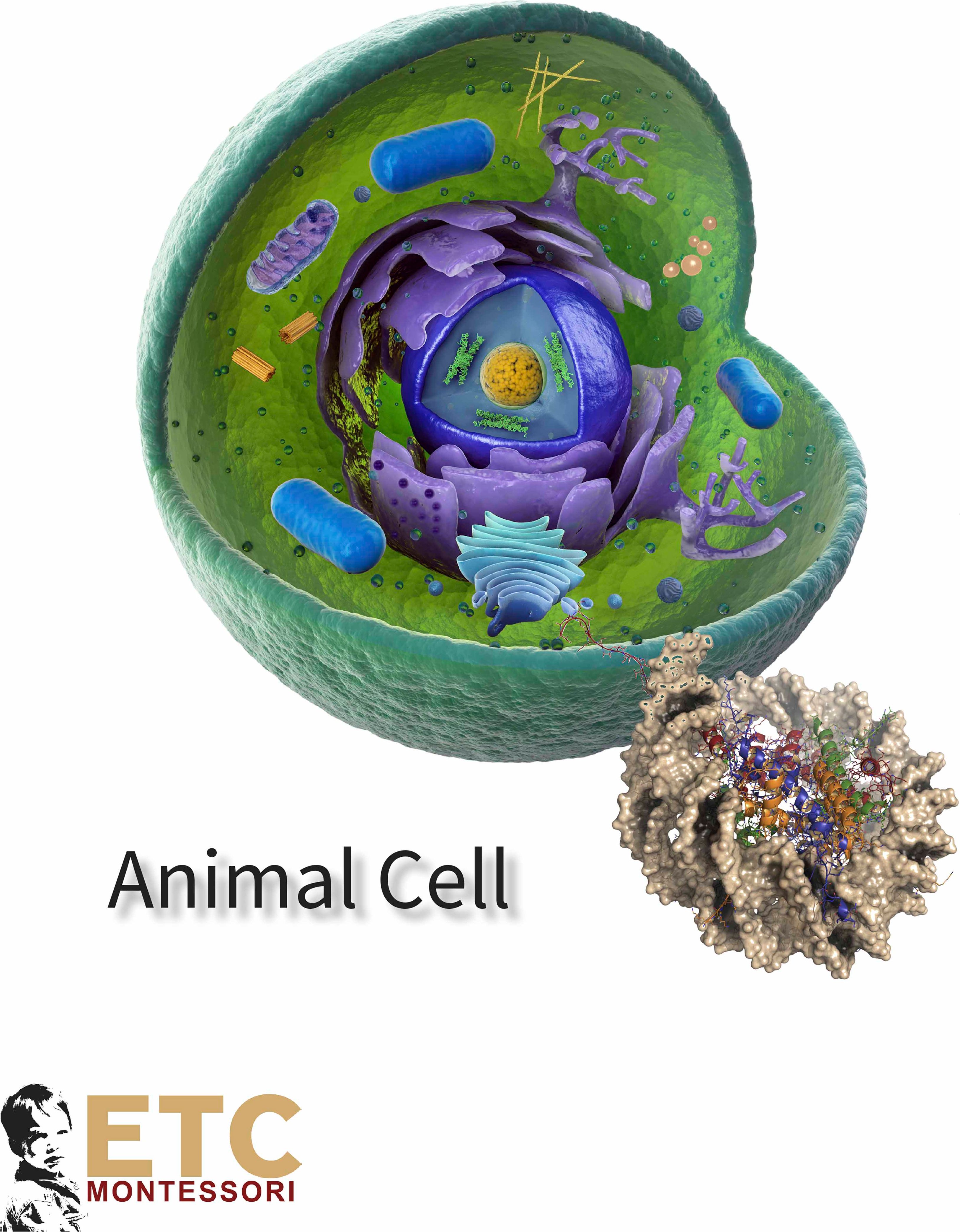 Nienhuis Montessori Animal Cell - obrázek 1