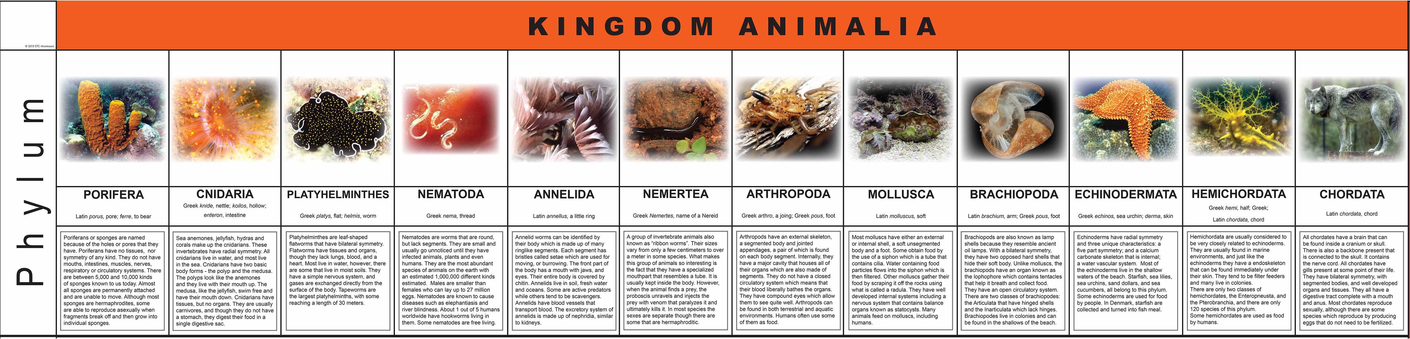 Nienhuis Montessori Animal Kingdom Charts - obrázek 1