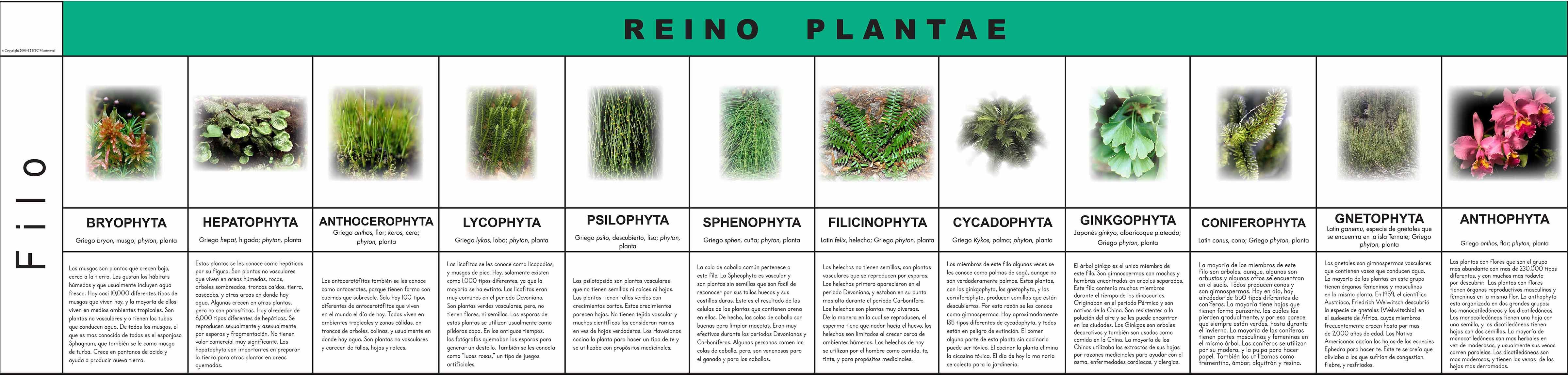 Nienhuis Montessori Reino Plantae - obrázek 1