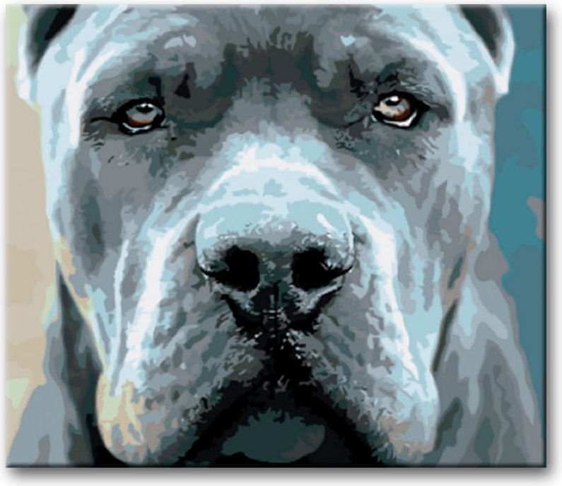 ZUTY Malování podle čísel - CANE CORSO 40x50 NO - obrázek 1