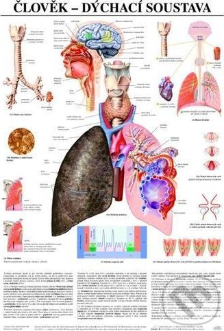 Člověk - dýchací soustava - Scientia - obrázek 1
