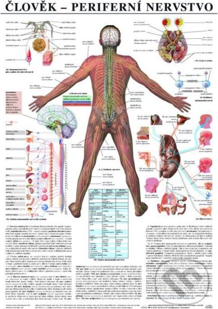 Člověk - periferní nervstvo - Scientia - obrázek 1