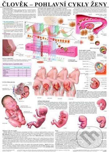 Člověk – pohlavní cykly ženy - Scientia - obrázek 1