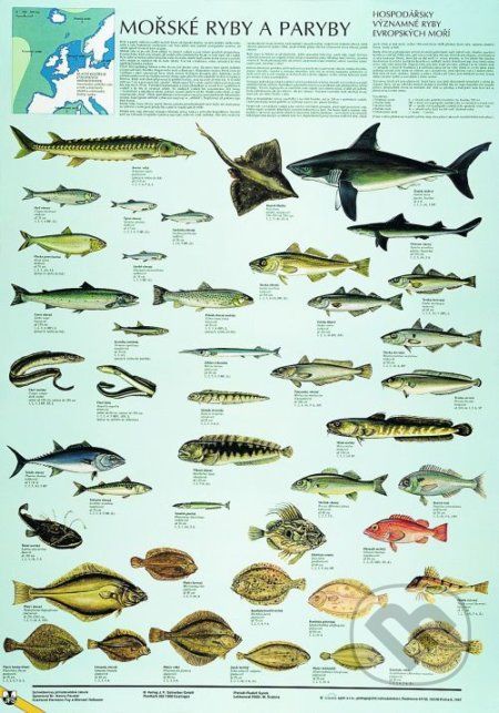 Mořské ryby a paryby - Scientia - obrázek 1