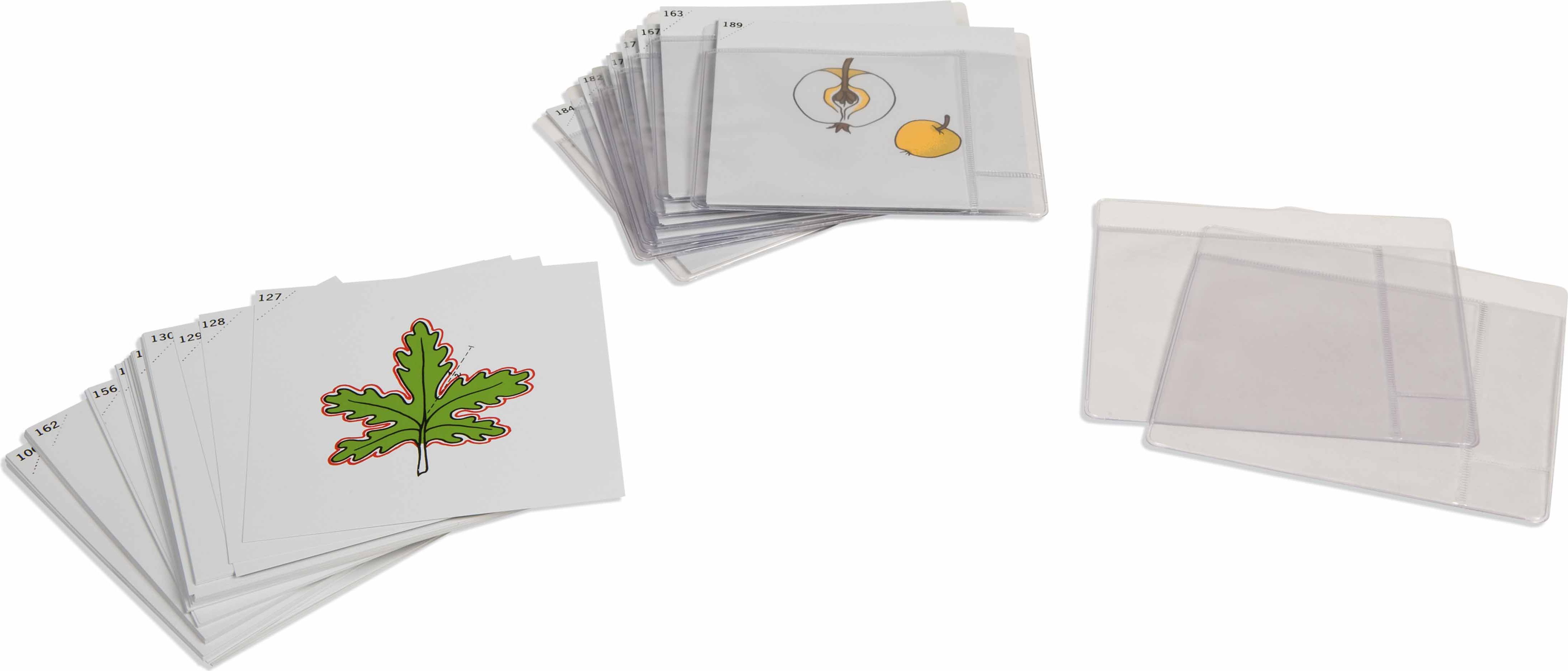 Nienhuis Montessori Third Set Of Botany Cards - obrázek 1